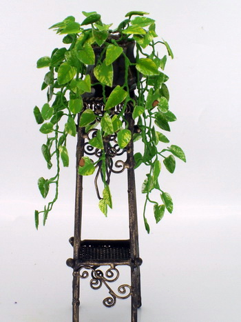 Leafy Devils Ivy